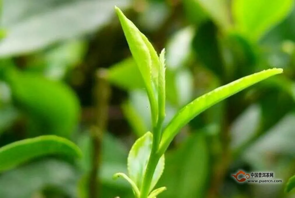 炒青绿茶的特点是什么