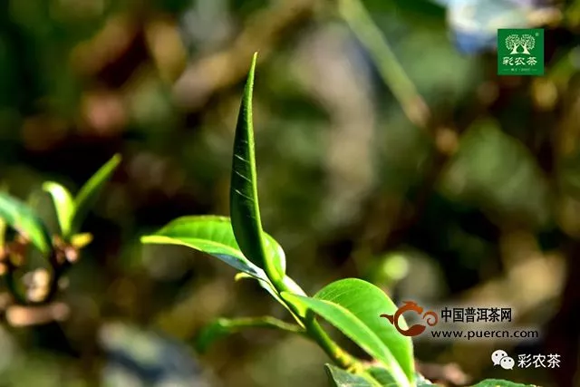 彩农茶：古风｜承古续今，复兴易武茶一脉相承的远古深韵