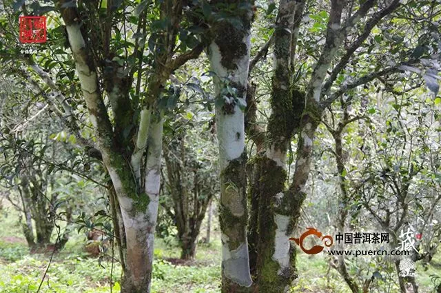 福元昌2019年春茶古树倚邦（散茶）礼盒春茶季限时分享中....