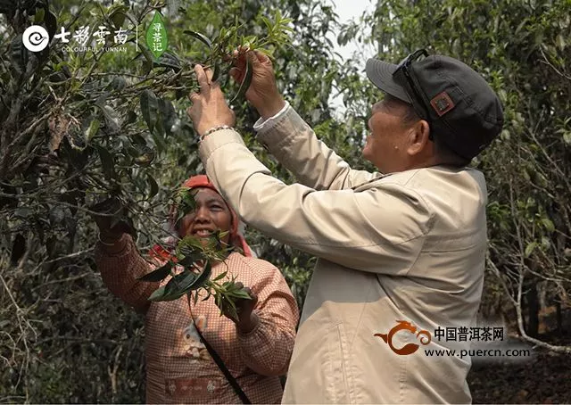 不差茶，七彩云南掌門人入山另有目的！