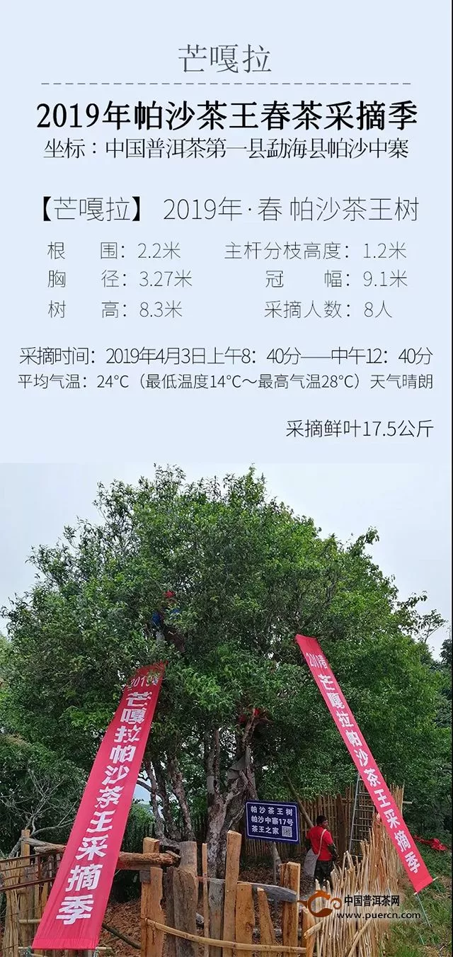 【芒嘎拉帕沙茶王采摘】2019年4月3日帕沙茶王树如期开采，喜获鲜叶17.5kg！