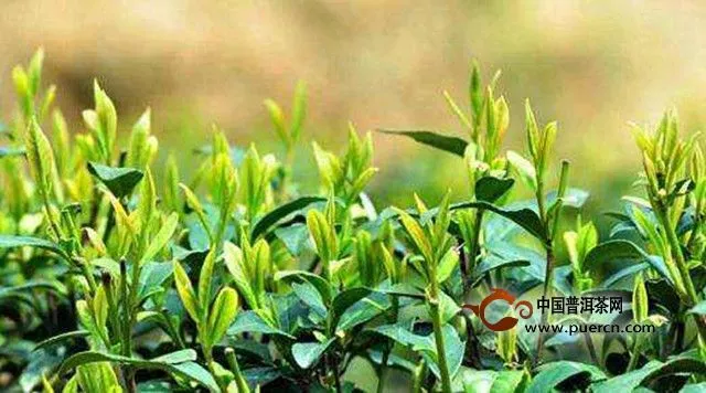 绿茶历史文化