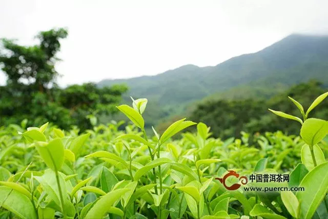 绿茶历史文化