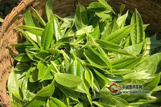 黃茶的燜黃技術(shù)