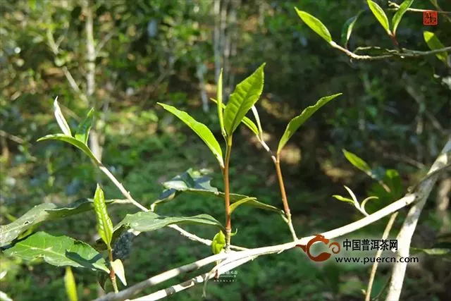 福元昌2019年春茶古樹老班章（散茶）禮盒春茶季限時分享中....