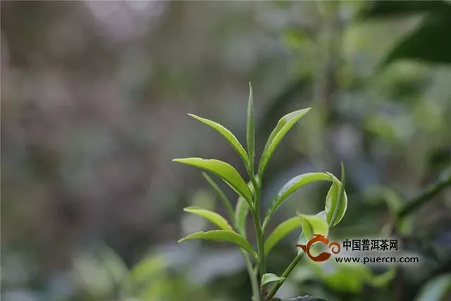 福元昌2019年春茶古樹老班章（散茶）禮盒春茶季限時分享中....