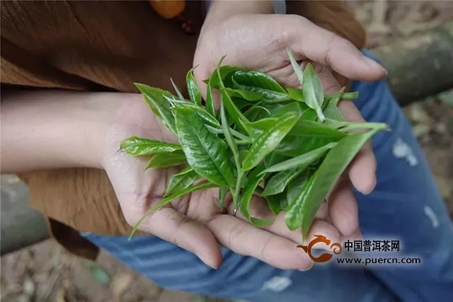 福元昌2019年春茶古樹老班章（散茶）禮盒春茶季限時分享中....