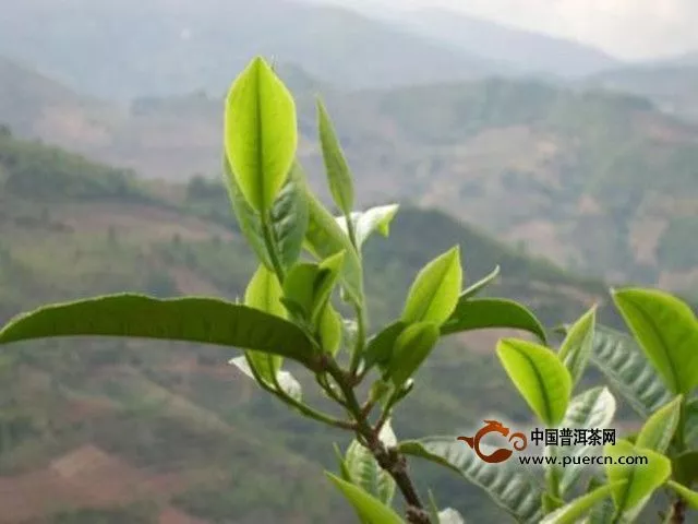 鐵觀音茶是什么地方產(chǎn)的？鐵觀音茶產(chǎn)地介紹