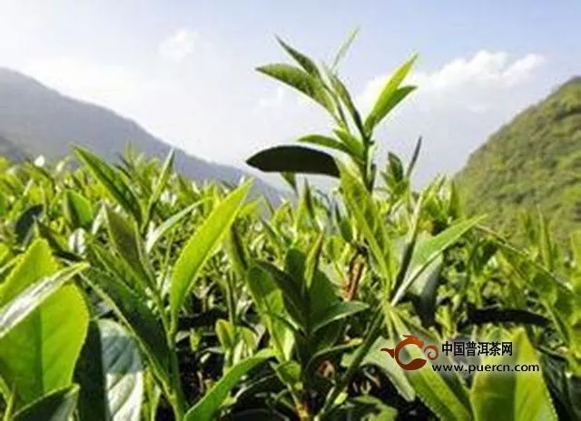 陕西秦岭高山茶进入采摘季，生态有机成金字招牌