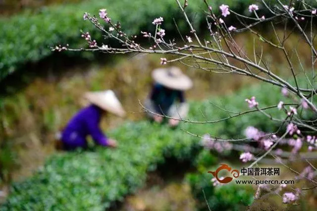 中国茶产业处提质增速新起点 专家建议打好“创新牌”