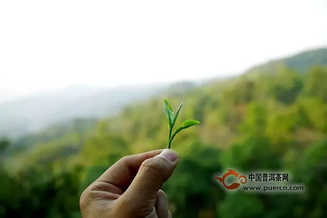 吉普號(hào)：谷雨品藏巔，聊聊普洱茶會(huì)像咖啡一樣大眾化嗎？｜全國(guó)聯(lián)席品鑒會(huì)