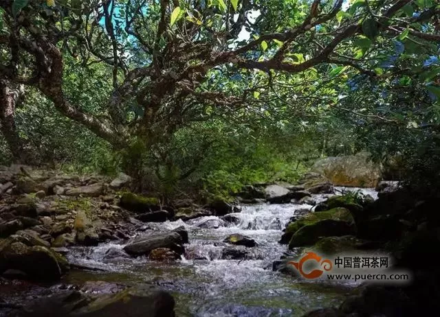 吉普號(hào)：谷雨品藏巔，聊聊普洱茶會(huì)像咖啡一樣大眾化嗎？｜全國(guó)聯(lián)席品鑒會(huì)