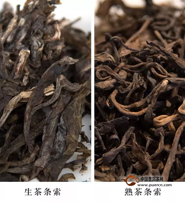 书院熟茶：【帕亮：布朗山的第三种苦】千堆古树熟茶发酵计划第26期