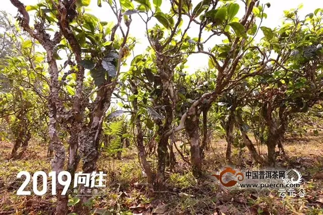 云元谷每日熟茶丨科普：渥堆发酵中微生物起的主要作用