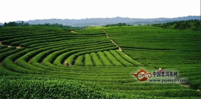 茶陵：未来三年，茶叶扩种1.5万亩