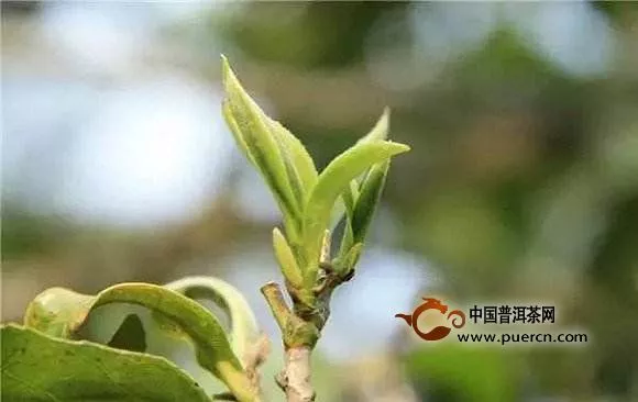 绿茶历史多少年？中国绿茶的起源