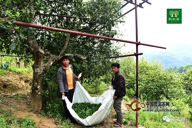 冰島茶王｜2019頭春最大樹開采，彩農(nóng)茶專業(yè)鑄就高端品牌價(jià)值