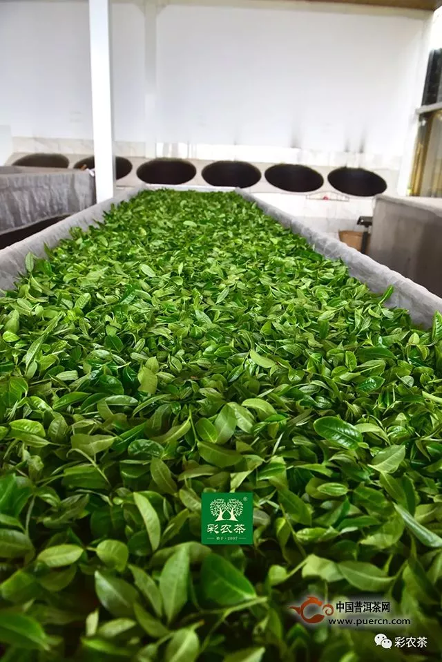冰岛茶王｜2019头春最大树开采，彩农茶专业铸就高端品牌价值