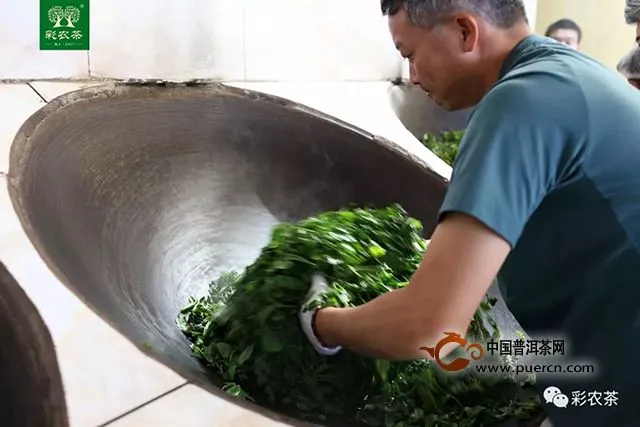 冰島茶王｜2019頭春最大樹開采，彩農(nóng)茶專業(yè)鑄就高端品牌價(jià)值