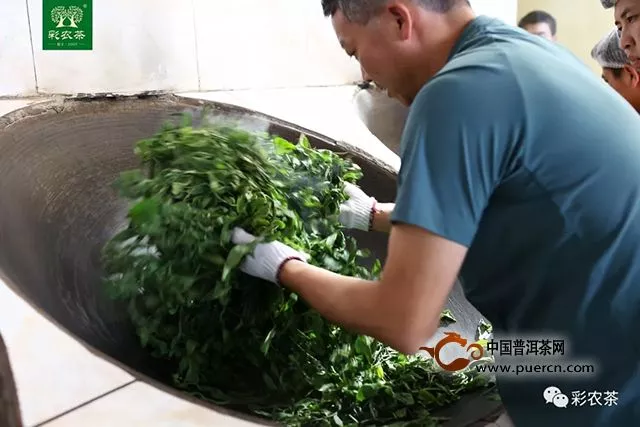 冰島茶王｜2019頭春最大樹開采，彩農(nóng)茶專業(yè)鑄就高端品牌價(jià)值