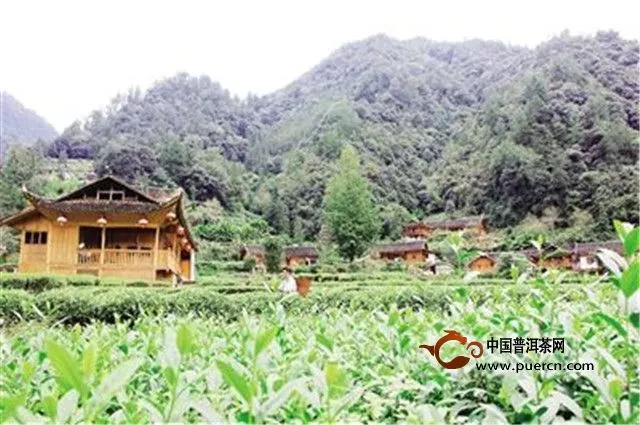 杭州科技优势助力恩施做强茶产业