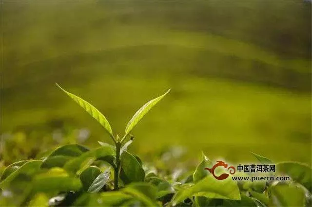 贵州铜仁“梵净山茶·香溢天下”专场推介会在北京举行