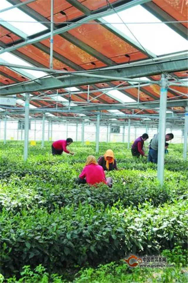 “大棚茶叶”种植方式经济吗？