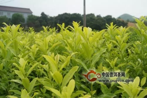 黄茶的种类及产地分布