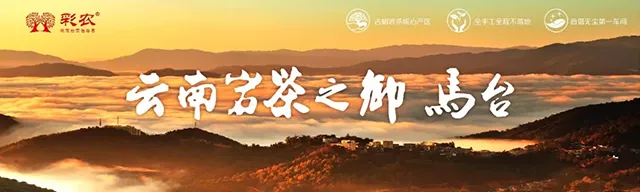 视频丨云南电视台“2019寻找地道普洱NO.1”走进云南岩茶之乡·马台