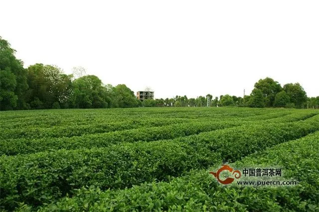 上饶茶博会即将开幕：集中展示国内外茶文化