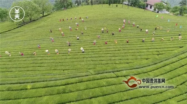 自古香茗出深山，好山好水出好茶