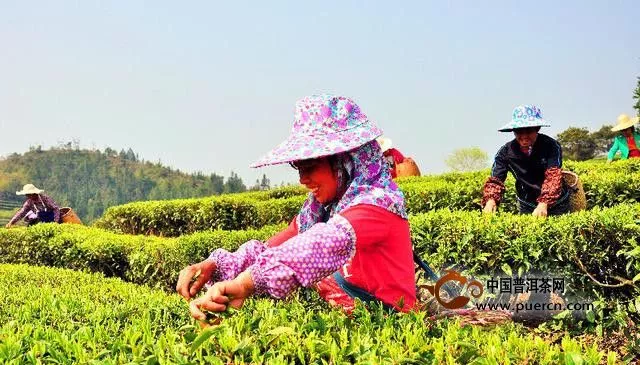 绵延客家情，茶香两百年——武平绿茶：茶旅融合带动品牌升级