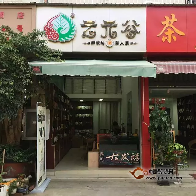 云元谷每日熟茶丨科普：为什么大叶种最适宜发酵熟茶？