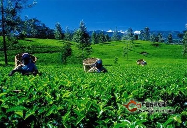 出口平稳向好进口潜力释放，茶叶贸易收获更大发展空间