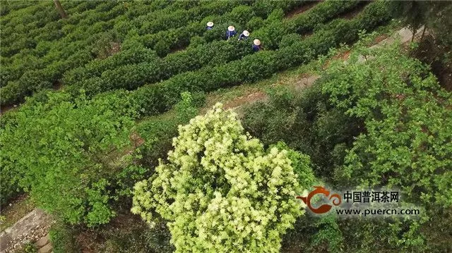 太平猴魁：绿水青山茶飘香