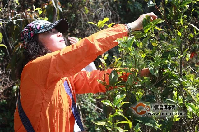 拉佤布傣：这次茶山行，拉佤布傣走了40年