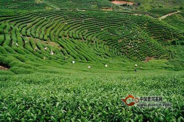黄山多部门联合行动，营造茶叶市场放心消费环境