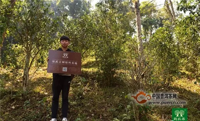 古风丨彩农茶“公司+农户”，打造易武顶级茶品长期稳定原料基地
