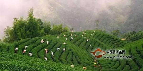 台湾高山乌龙茶行业现状