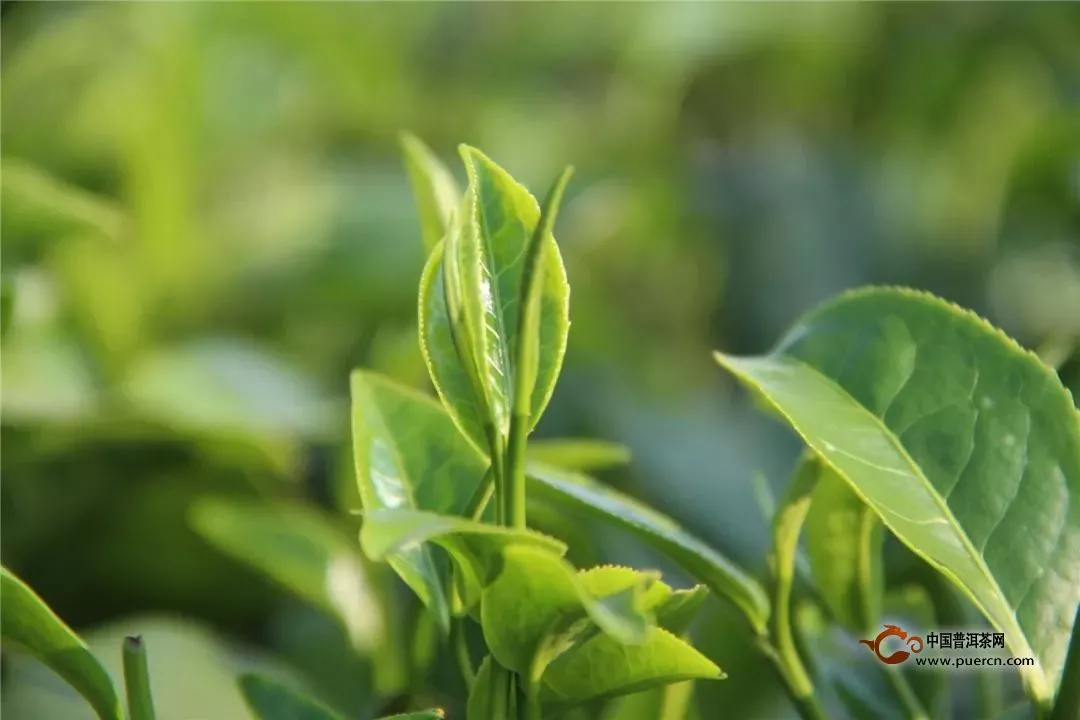 今年春茶价格多与去年持平，绿茶占行业比重超六成