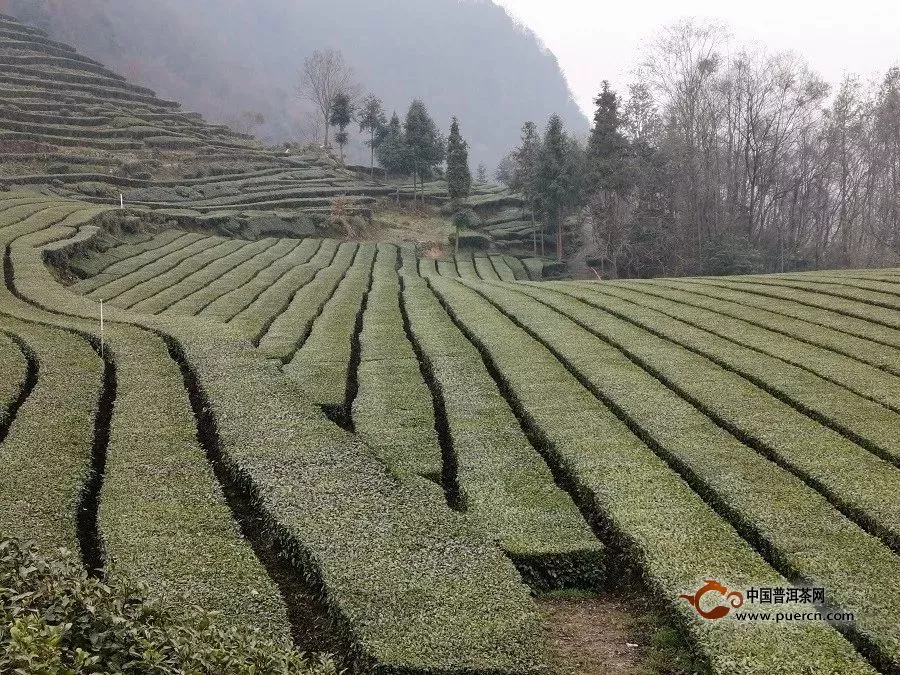 绿茶是湖北茶产业的压舱石