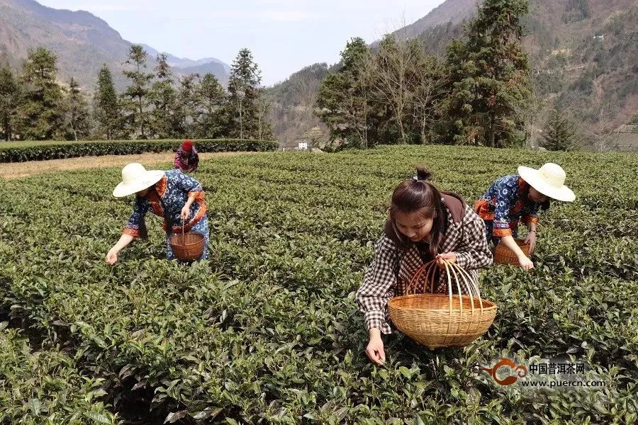 绿茶是湖北茶产业的压舱石