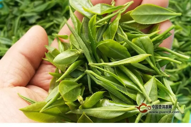 绿茶功效和作用及禁忌症