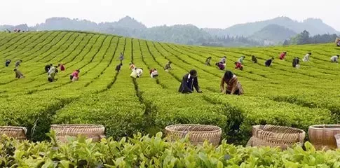 未来5年中国精制茶加工行业产量预测分析