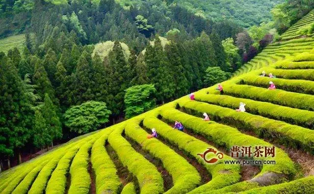 绿茶的种类和产地
