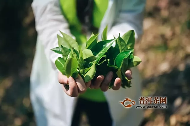 【歲月知味·易武第十屆斗茶大會(huì)】誠邀您的光臨