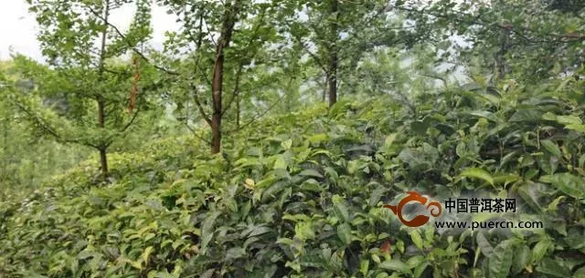 崇庆枇杷茶的制作工艺及生产技术要求