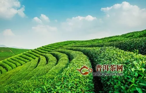 泾阳茯砖茶的产地及环境