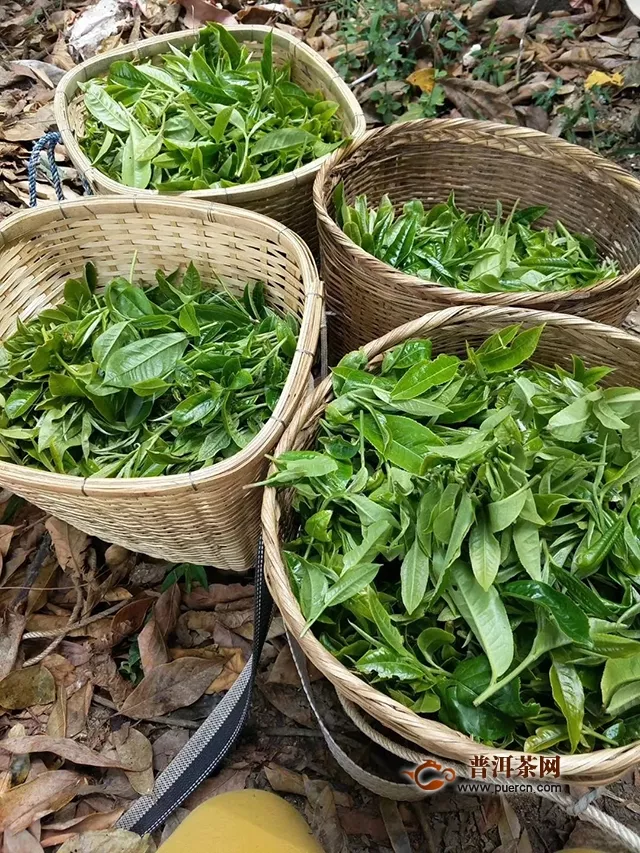 茶语网专访｜我们找到七彩云南®，解读了大型茶企如何确保自己古树级产品的来料甄选