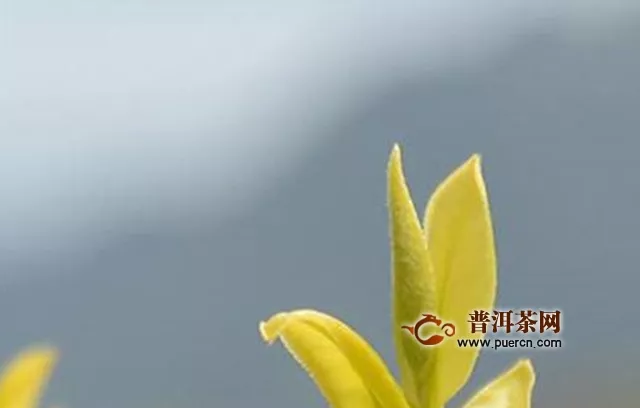  岳阳黄茶加工工艺流程